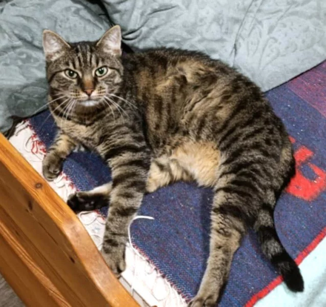 Kočička Eliška hledá nový domov