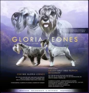 Knírač střední pepř a sůl