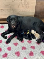 Štěňátka Labradora-Labrador retrievera s PP