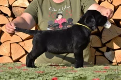 Štěňátka Labradora-Labrador retrievera s PP