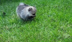 Štěňata pomeranian