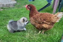 Štěňata pomeranian