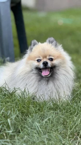 Štěňata pomeranian