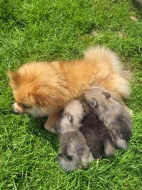 Štěňata pomeranian