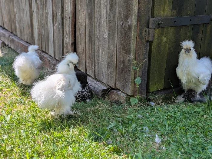 Prodám kohoutky hedvábničky