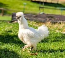 Prodám kohoutky hedvábničky