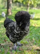 Prodám slepičku Paduanku