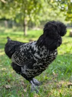 Prodám slepičku Paduanku