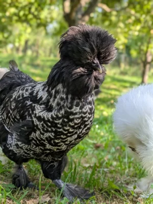 Prodám slepičku Paduanku