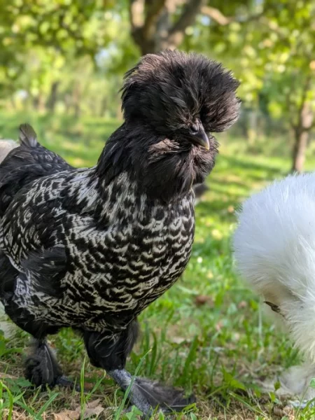 Prodám slepičku Paduanku