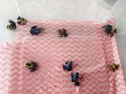 Pralesnička Barvířská