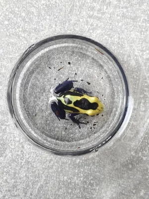 Pralesnička Barvířská 