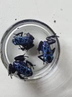 Pralesnička azurová