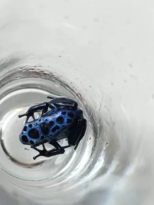 Pralesnička azurová