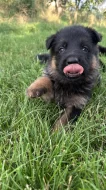 německý ovčák -krásná štěňátka s PP černá se znaky