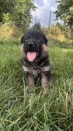 německý ovčák -krásná štěňátka s PP černá se znaky