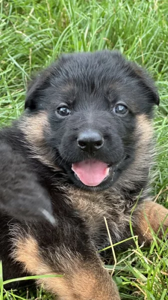 německý ovčák -krásná štěňátka s PP černá se znaky