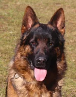 německý ovčák -krásná štěňátka s PP černá se znaky