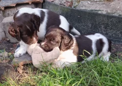 Malý münsterlandský ohař prodám štěňata s PP