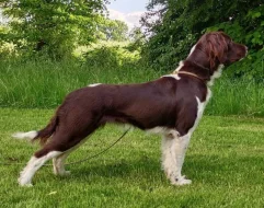 Malý münsterlandský ohař prodám štěňata s PP