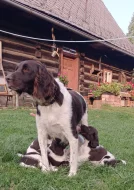 Malý münsterlandský ohař prodám štěňata s PP