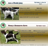 Malý münsterlandský ohař prodám štěňata s PP