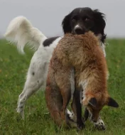 Malý münsterlandský ohař prodám štěňata s PP