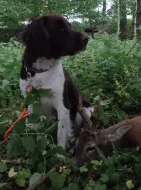 Malý münsterlandský ohař prodám štěňata s PP