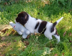 Malý münsterlandský ohař prodám štěňata s PP