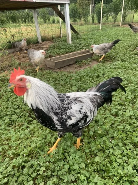 Vlaška stříbrná Kohouti