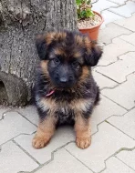 Nabídka štěňat německého ovčáka s PP