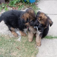 Nabídka štěňat německého ovčáka s PP