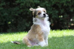 Čínský chocholatý pes