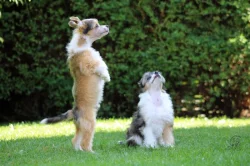 Čínský chocholatý pes