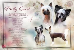 Čínský chocholatý pes