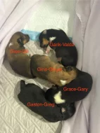 Šeltie s PP. Chovatelská stanice Hyena’s dream