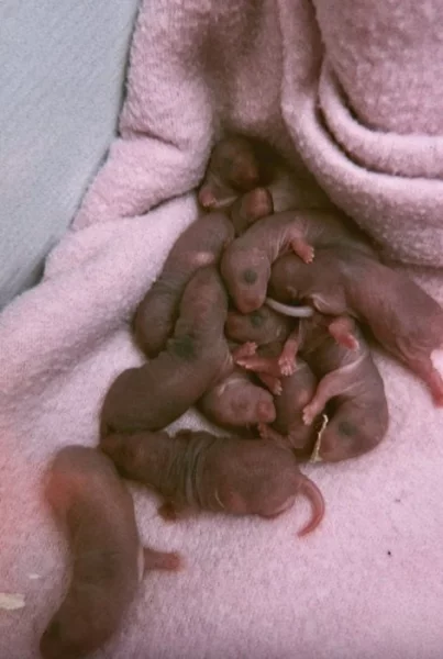 Potkaní miminka k rezervaci