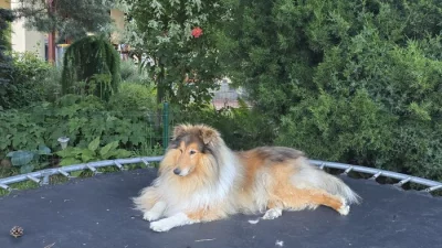 Nabízím ke krytí uchovněného psa dlouhosrsté kolie s PP