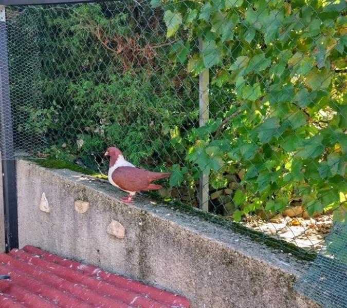 Prodám Moravské pštrosy