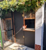 Prodám Moravské pštrosy