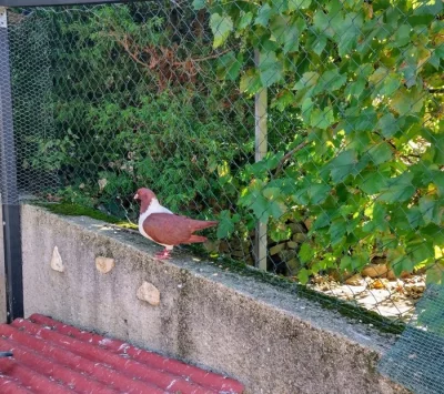 Prodám Moravské pštrosy