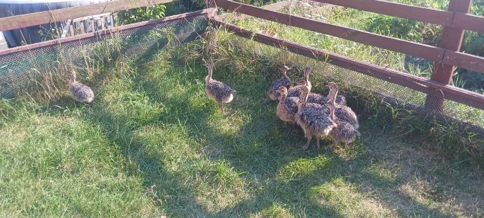 Kuřata pštrosa afrického