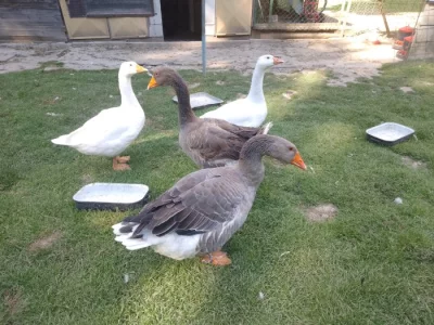 Landéská husa a houser