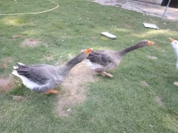 Landéská husa a houser