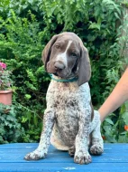 Německý krátkosrstý ohař - štěňata