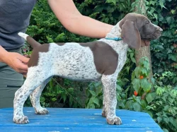 Německý krátkosrstý ohař - štěňata