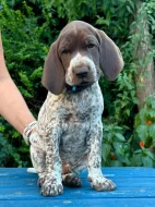 Německý krátkosrstý ohař - štěňata