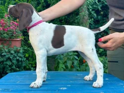 Německý krátkosrstý ohař - štěňata