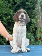 Německý krátkosrstý ohař - štěňata