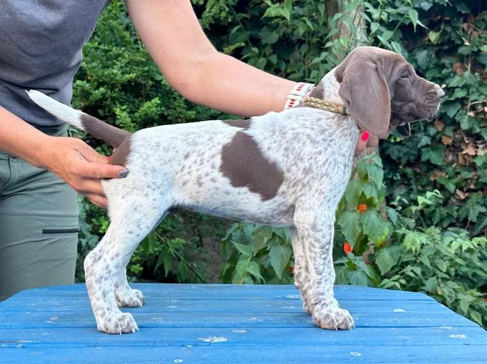 Německý krátkosrstý ohař - štěňata